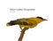 Yellow-tufted Honeyeater Lichenostomus melanops, hand draw sketch vector