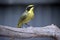 The yellow tufted honeyeater is perched on a branch