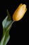 Yellow tulip