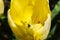 Yellow tulip