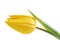 Yellow Tulip