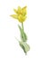 Yellow tulip