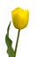 Yellow tulip