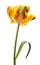 Yellow tulip