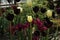 A yellow tulip amongst some red tulips