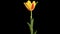Yellow tulip bloom buds ALPHA matte, FULL HD