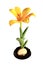 Yellow tulip bloom on white background (Tulipa kaufmanniana Johann Strauss)