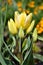Yellow tulip blooming with many bulbs