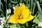 Yellow tulip blossom on green leaves background