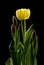 Yellow Tulip Blossoms