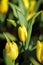 Yellow Tulip bud