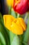 Yellow tulip close-up on a blurred background.