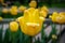 Yellow tulip with curling back petals against the background of the same flowers