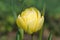 Yellow tulip Double Beauty of Apeldoorn