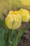 Yellow tulip Double Beauty of Apeldoorn