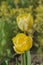 Yellow tulip Double Beauty of Apeldoorn