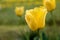 Yellow tulip with drops of dew on the petals. Green background