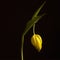 Yellow tulip faded on a black backgroun
