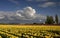 Yellow Tulip Farm Washington