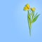 Yellow tulip with a few unopened buds on blue background. Greeting card, minimal style