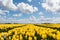 Yellow tulip fields under a blue clouded sky