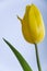 Yellow tulip flower on the blue background