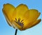 Yellow tulip flower on a blue background,in backlight