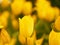 Yellow tulip flower booming beautiful in nature blurred of background