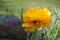 Yellow tulip flower in the garden.