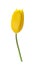 Yellow tulip flower isolated without shadow clipping path