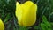 Yellow tulip flower in its natural habitat in the garden. Tulipa.