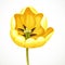 Yellow tulip flower open getting isolated on white