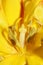 Yellow tulip flower stamens close up family liliaceae modern background high quality big print