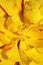 Yellow tulip flower stamens close up family liliaceae modern background high quality big print