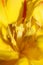 Yellow tulip flower stamens close up family liliaceae modern background high quality big print