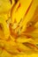 Yellow tulip flower stamens close up family liliaceae modern background high quality big print