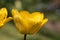 Yellow tulip flower, Tulipa Golden Oxford hybrid, blooming in springtime, close-up view