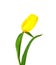 Yellow tulip flower on white background