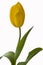 Yellow tulip flower on the white background