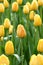 Yellow tulip flowerbed