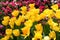 Yellow tulip flowerbed