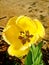 Yellow tulip with fringe on the petals