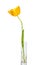 Yellow tulip in a glass goblet on a white background