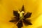 Yellow tulip macro middle