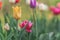 Yellow Tulip among many multi-colored tulips with green leaf background, personality and concept differences