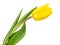 Yellow tulip over white background