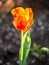 Yellow Tulip on the plot of land.