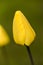 Yellow tulip with raindrop an a petal in garden spring time