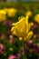 Yellow tulip on soft field background