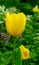 Yellow Tulip in Spring